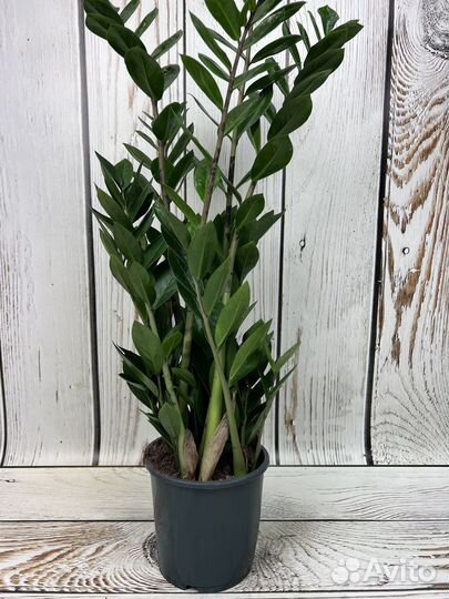 Замиокулькас H 75