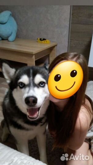 Сибирский хаски