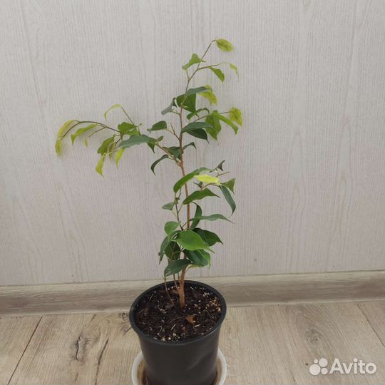 Фикус бенджамина