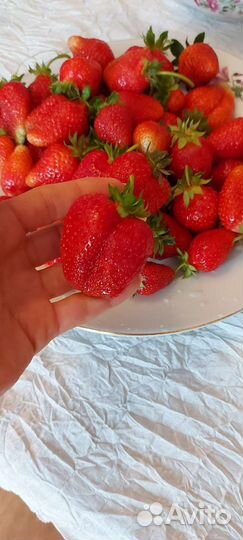 Рассада клубники Кабрилло зкс