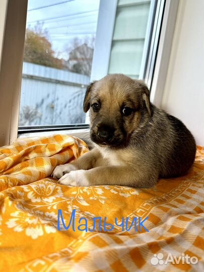 Щенки в добрые руки