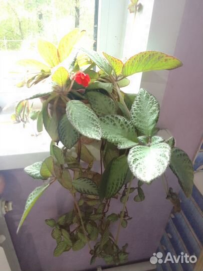 Комнатные цветы