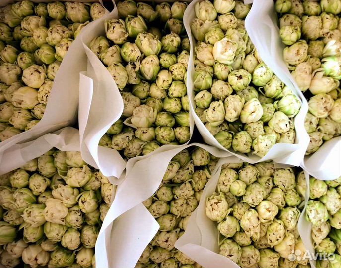 Тюльпаны на 8 марта оптом