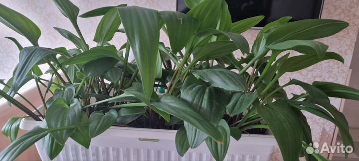 Дримиопсис (Маленькие белые солдаты)