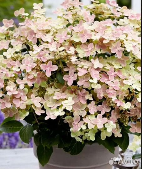 Гортензия метельчатая Полистар