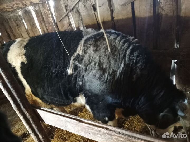 Продажа быков на мясо