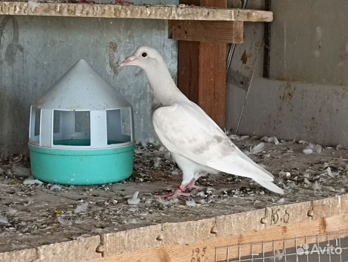 Голуби чехи