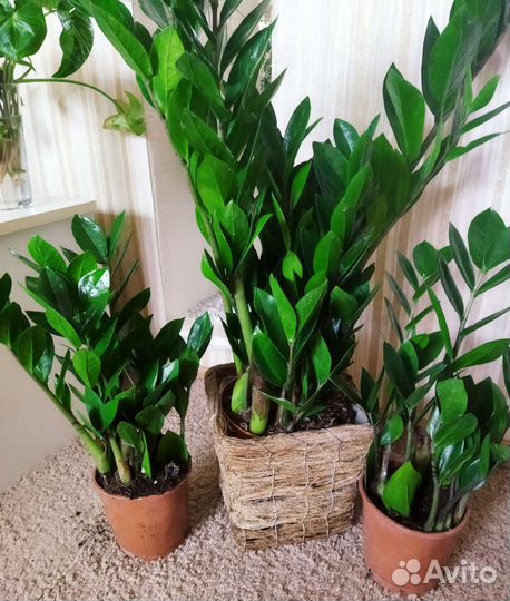 Замиокулькасы