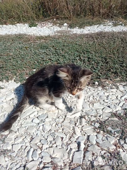 Кошечка, в добрые и ответственные руки