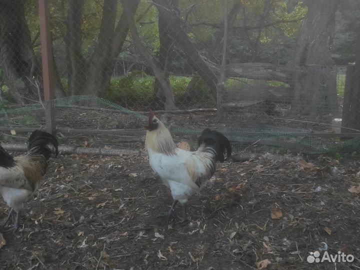 Петух лакеданзи серебро черномясый зелёное яйцо