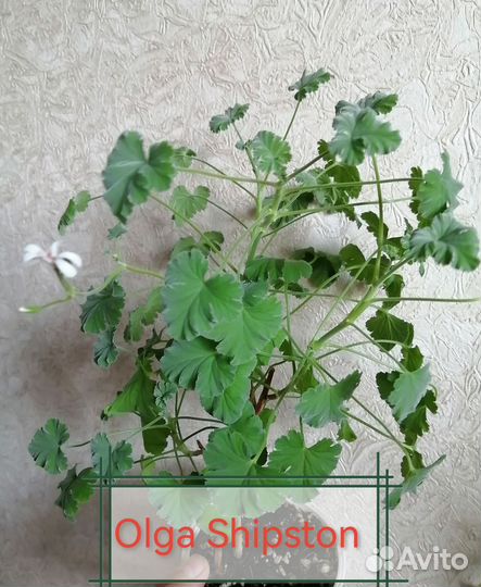 Пеларгония сортовая, герань