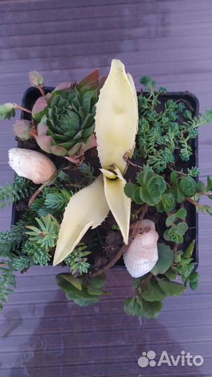 Флорариум суккуленты