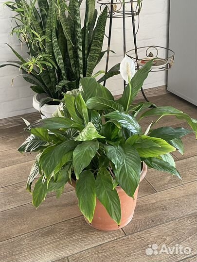 Комнатные цветы