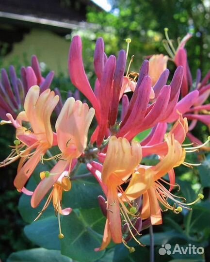 Декоративные растения для сада