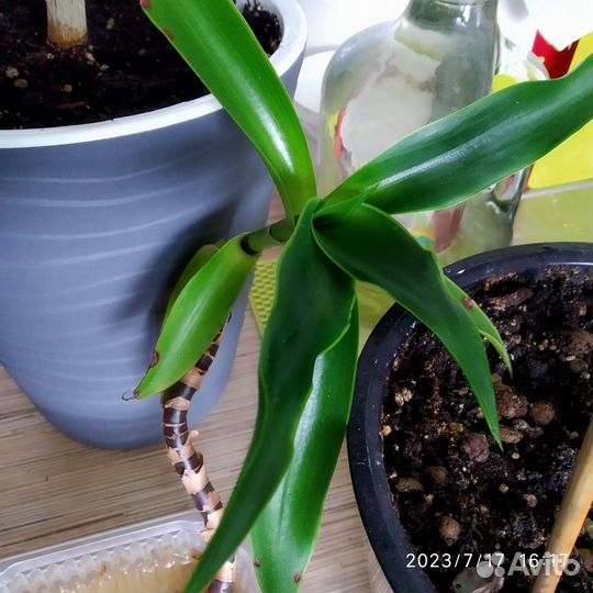 Растение золотой ус