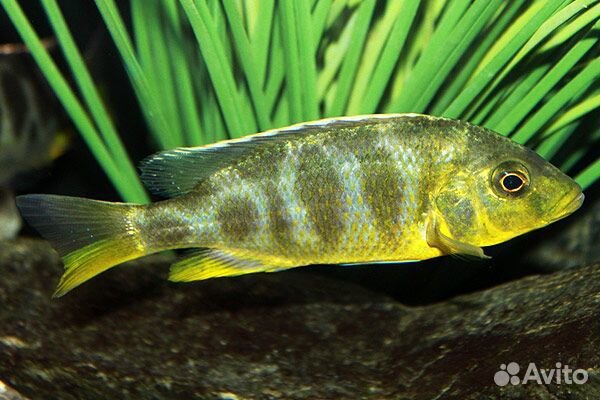 Цихлиды Африки