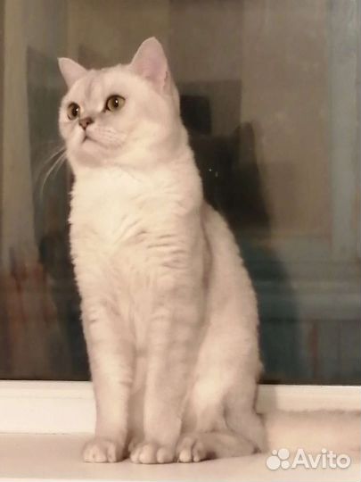 Британский кот, вязка