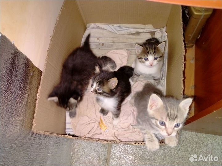 Котята в хорошие руки