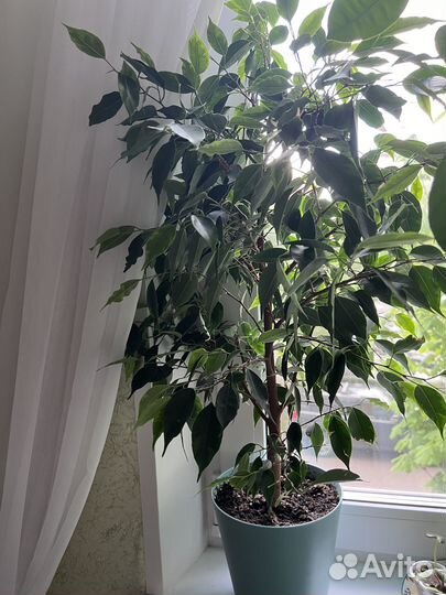 Фикус бенджамина Анастасия