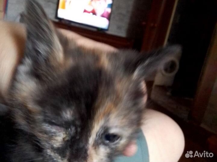 Котята в добрые руки бесплатно