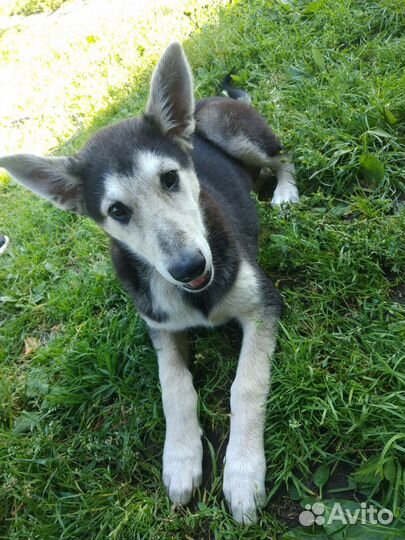 Щенок 4 месяца