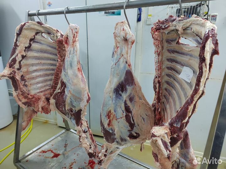 Мясо телятина, говядина