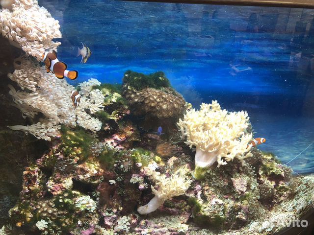 Морской аквариум с рыбой и кораллами