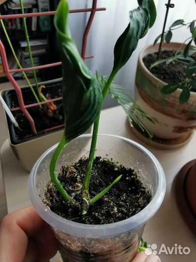 Сциндапсусы