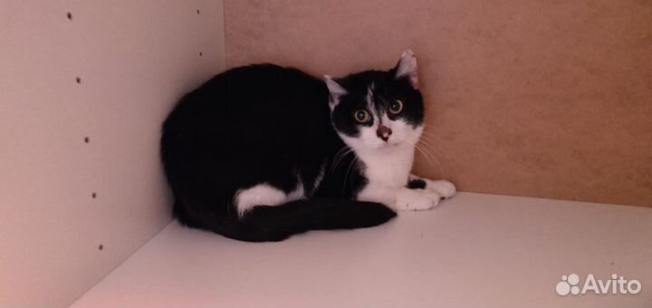 В добрые руки