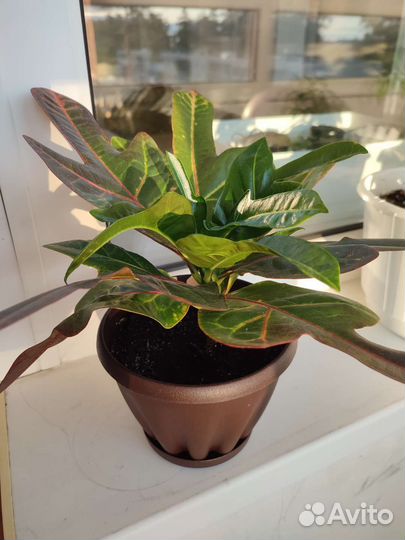 Кодиеум кротон