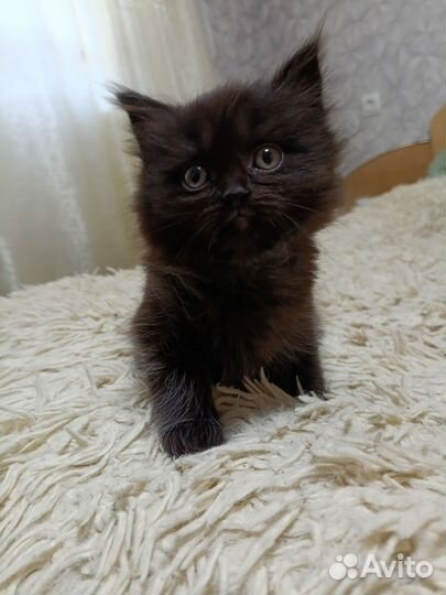 Британские котята