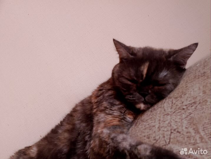 Последний котенок