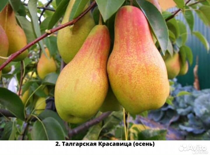 Саженцы груши. Груша