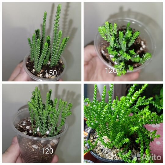 Комнатные растения, суккуленты