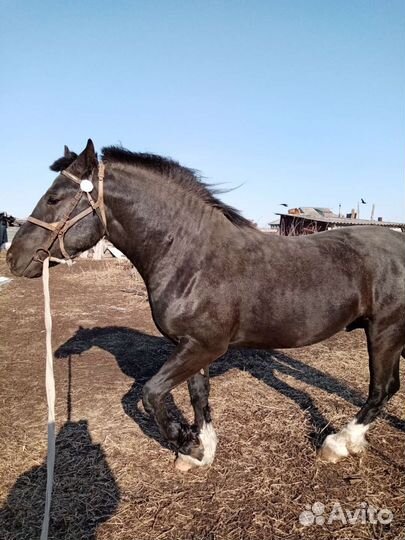 Продажа лошадей