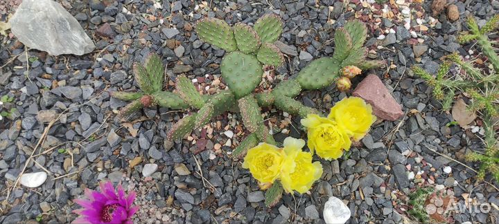 Кактусы зимующие на улице в средней полосе России