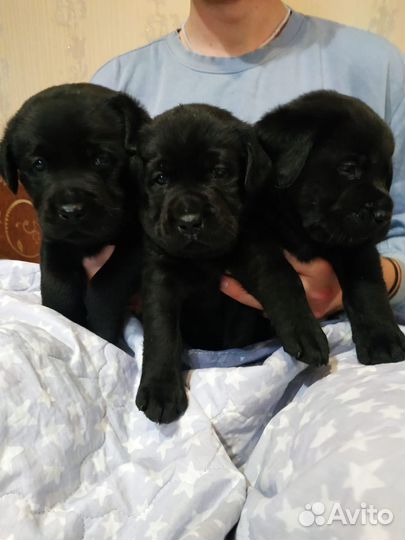 Щенки лабрадора