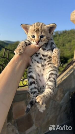 Саванна ф1 (ашера)