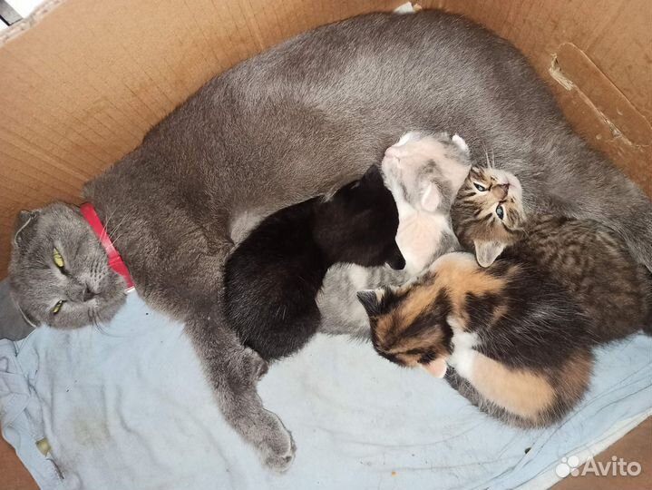 Котята в добрые руки