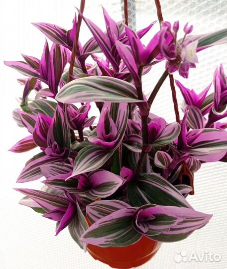 Традесканция