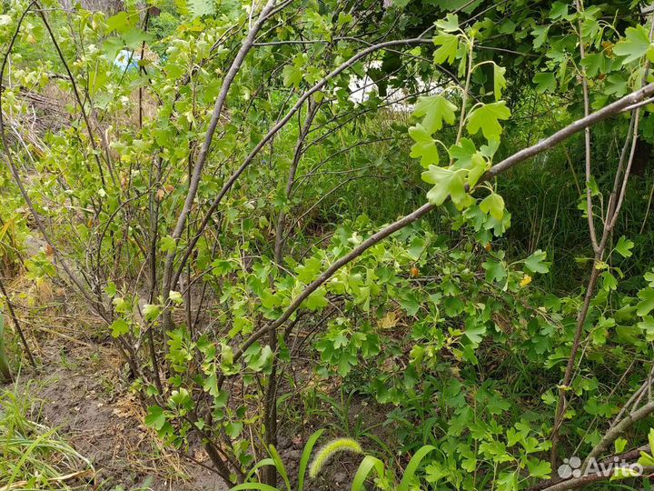 Золотистая смородина. Жёлтого цвета