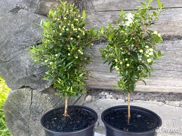 Мирт, вариегатный, укорененные отростки, дерево