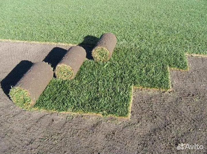 Укладка Рулонного газона