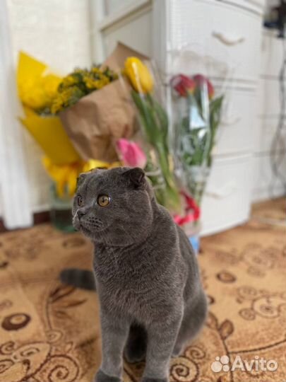 Шотландская вислоухая