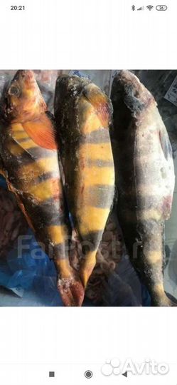 Свежемороженая рыбка в наличии