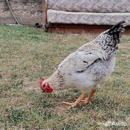 Молодые петухи