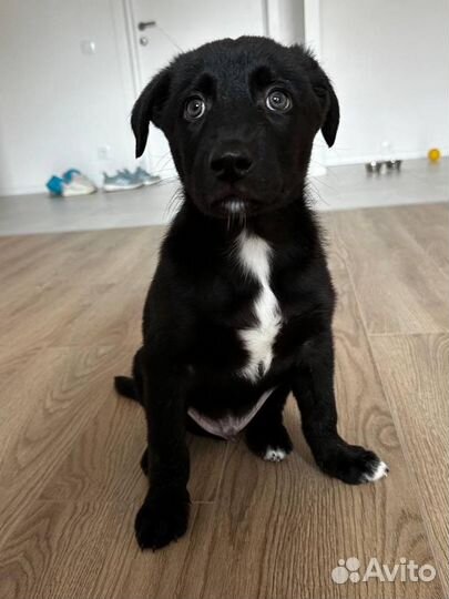 Щенок мальчик в добрые руки