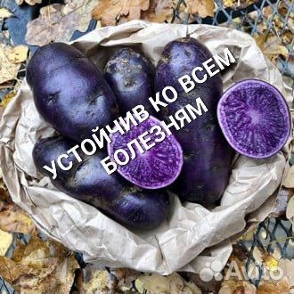 Картофель Монах семенной и на еду
