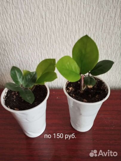 Замеакулькас равен