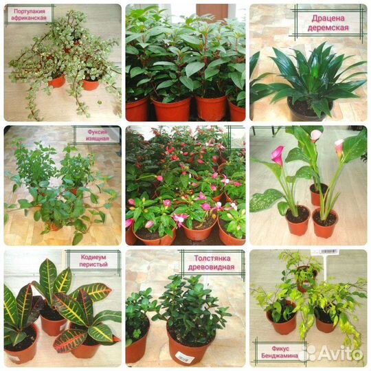 Комнатные цветы в кашпо и горшках